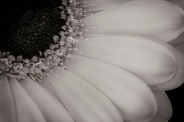 Blume (Gerbera) von Jefra Creations