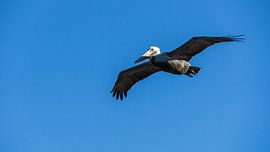 USA, Florida, Majestic flying brown pelican in the air by adventure-photos