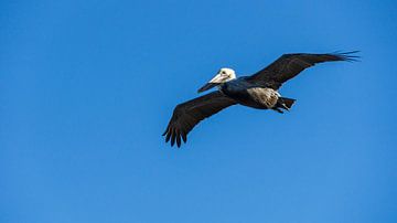 Verenigde Staten, Florida, Majestueuze vliegende bruine pelikaan in de lucht van adventure-photos