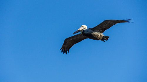 USA, Floride, Majestueux pélican brun volant dans les airs
