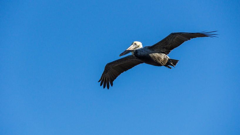 USA, Floride, Majestueux pélican brun volant dans les airs par adventure-photos