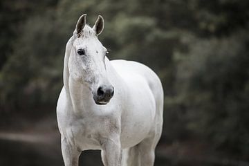 White horse portrait photo by Lotte van Alderen