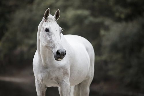 White horse portrait photo