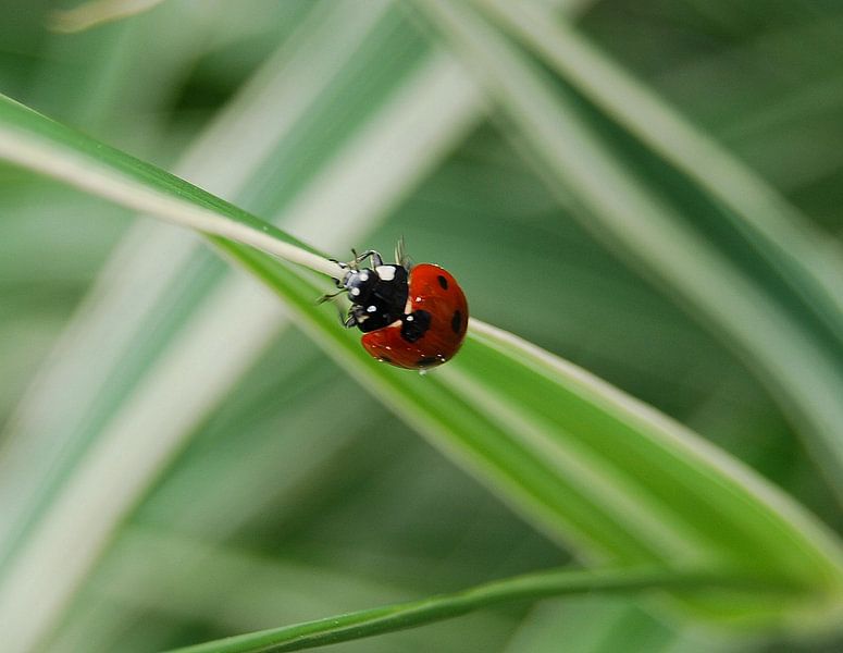 Lieveheersbeestje by Hanney Bruijn Fotografie