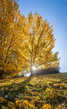 Goldener Herbstmorgen in Engenhahn im Taunus