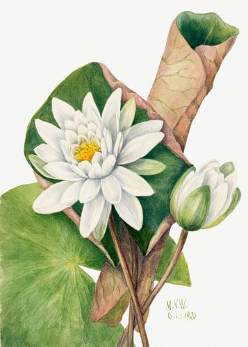 American Waterlily (1920)