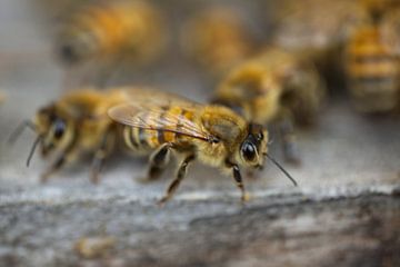 Honeybee at Hive Entrance by Iris Holzer Richardson