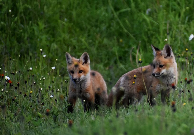 Des jeunes renards dans un champ au printemps par Claude Laprise