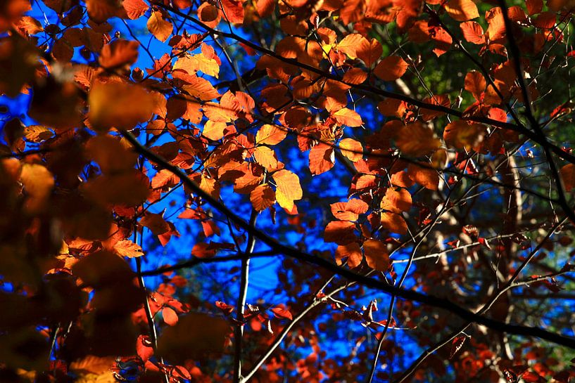 Bu von Thomas Jäger