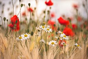 Fleurs sauvages dans les champs.