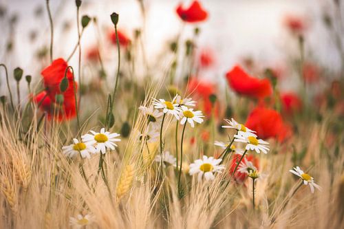 Wildblumen auf dem Feld. von Robby's fotografie