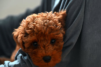 HUNDE 15