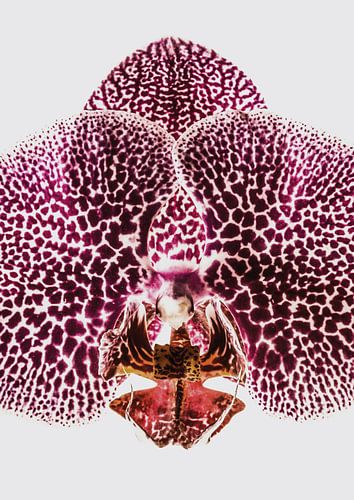 Petal Symmetry Burst