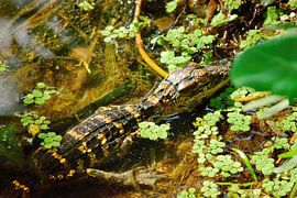 A baby alligator in hiding