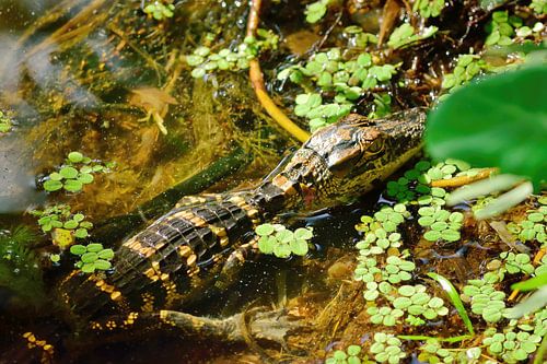 Een baby-alligator die zich verstopt
