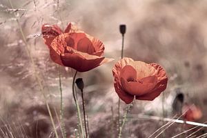 Mohnblumenfeld
