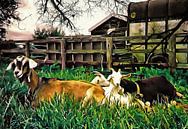 Goats In A Group by Dorothy Berry-Lound thumbnail