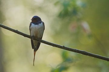 Barn swallow in the morning light by Arjan van de Logt