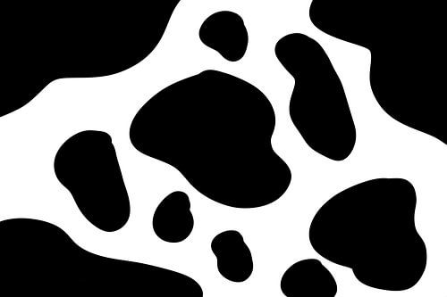 graphic image of a real Dutch cow