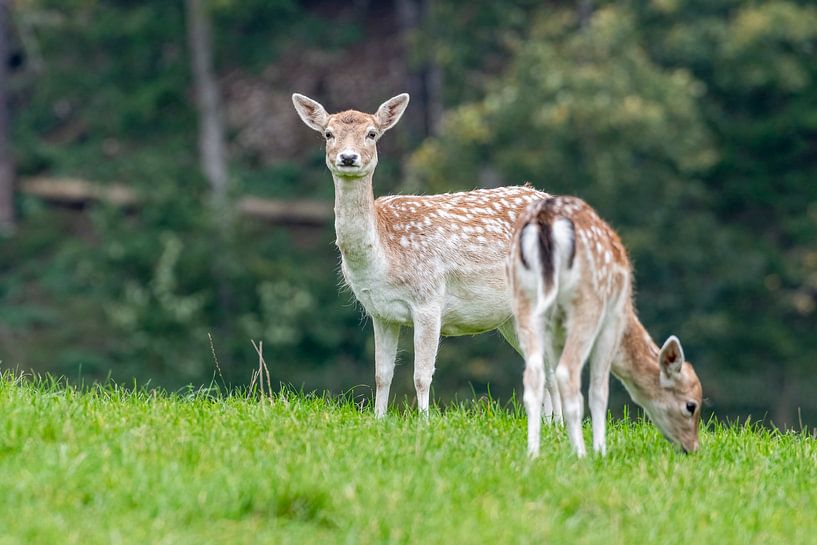 deer by Merijn Loch