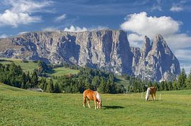 die Seiser Alm mit dem Schlern,Südtirol,Italien von Peter Eckert