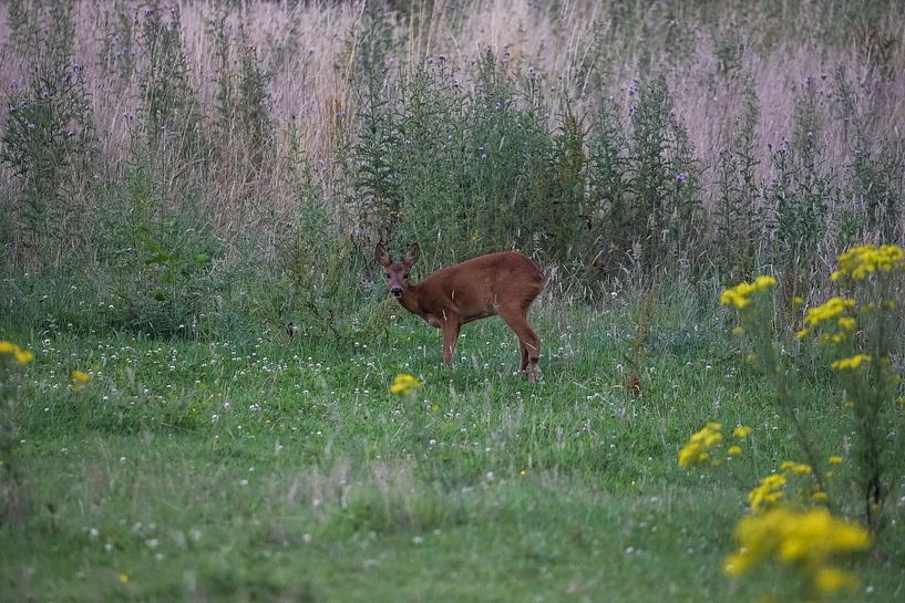 roe deer by Maaike Krimpenfort