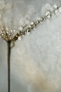 Abstraction in natural shades of grey and brown: Droplets dangling from a piece of fluff by Marjolijn van den Berg