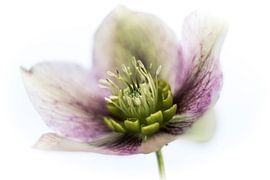 Weiß rosa Rebenwurzel von Guido Rooseleer