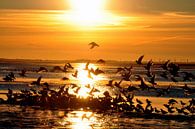Meeuwen bij zonsondergang op Langeoog / Oost-Friesland Noordzee van Karl-Heinz Petersitzke thumbnail
