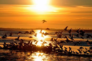 Möwen im Sonnenuntergang auf Langeoog / Ostfriesland Nordsee