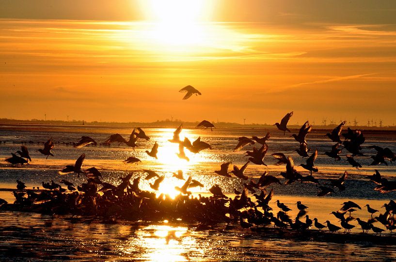 Meeuwen bij zonsondergang op Langeoog / Oost-Friesland Noordzee van Karl-Heinz Petersitzke