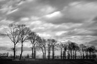 row of trees outside Gemonde, Sint-Michielsgstel by Arnoud Kunst thumbnail