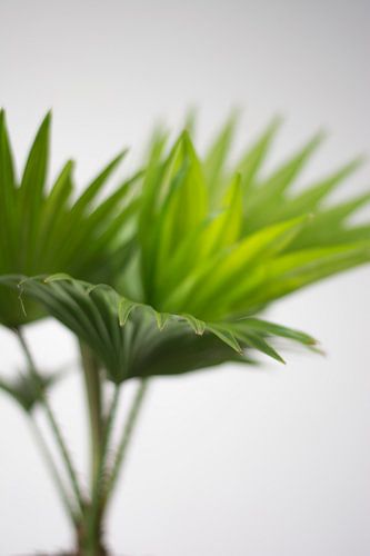 Palm (blad)