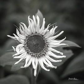 Sunflower in soft look by Berthold Ambros