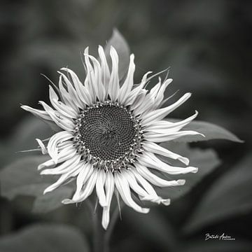 Sunflower in soft look