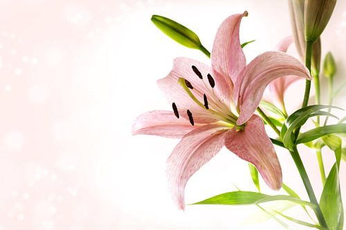 Lily flower with pink petals, stamen, pistil and green leaves against a bright bokeh background with