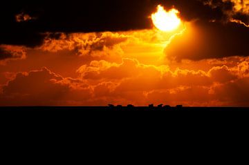 Moutons au soleil couchant sur Ruurd Jelle Van der leij