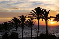 Zonsondergang met palmbomen  van Jet Couzijn thumbnail