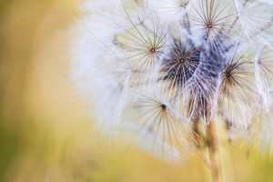 Sommer~Sonnen~Gelb