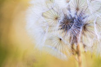 Zomer ~ Zonne - Geel