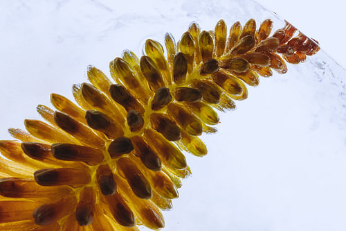 Lys torche dans la glace 3