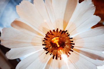 Blume Hintergrundbeleuchtung Makro-Infrarot von Lars Beekman