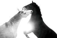 La force du contraste Jouer aux chevaux en noir et blanc