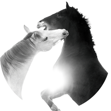 Paard Kracht in Contrast Spelende Paarden in Zwart-Wit