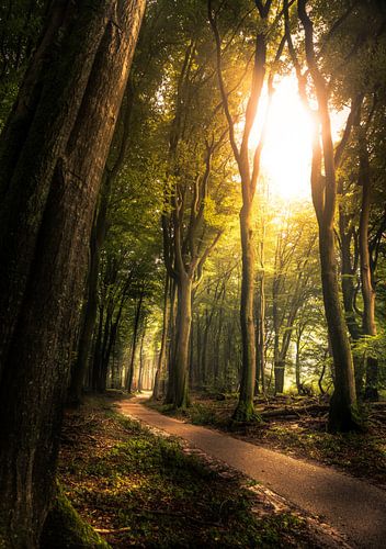 Piste cyclable de la forêt de Speulder