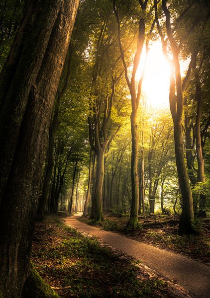 Speulder forest cycle path by Martijn van Steenbergen