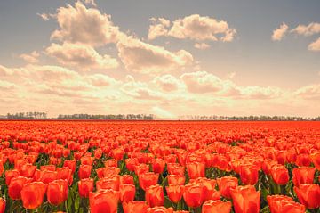 Tulipes poussant dans des champs agricoles au printemps  sur Sjoerd van der Wal Photographie
