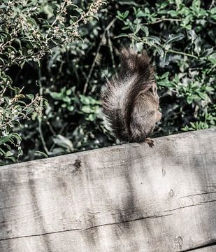 Een eekhoorn zittend in de tuin van MirjamCornelissen - Fotografie