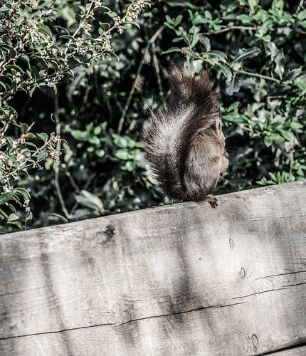 Een eekhoorn zittend in de tuin