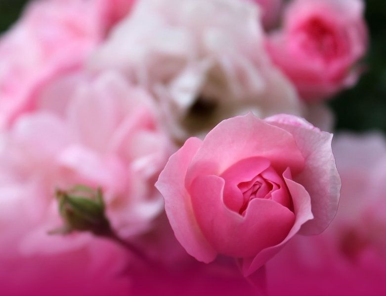 True love by M.A. Ziehr